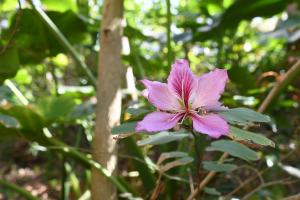 花はピンク色で5つの花冠が特徴です。